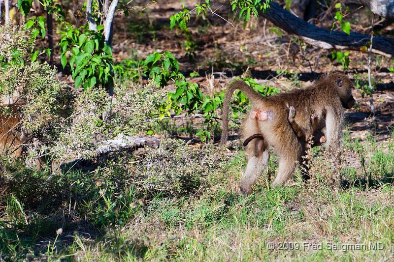 20090617_095032 D300 (1) X1.jpg - Maternal and infant baboons